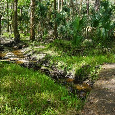 Meander through oak hammocks, floodplain forest, and abandoned agricultural fields on the Wild Persimmon Trail.