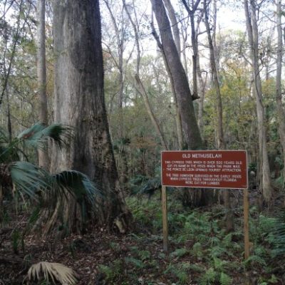 Find Old Methuselah, the 500-year-old cypress tree, on the half-mile wheelchair-accessible paved nature trail.